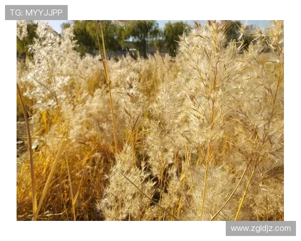 与赵丽畅谈排球生涯的点滴回忆与成长历程